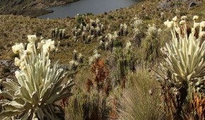 Minambiente precisa el límite de la Reserva Forestal el Páramo El Atravesado