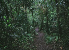 Sector ambiente refuerza acciones para cumplir la sentencia que declara a la Amazonia como sujeto de derechos